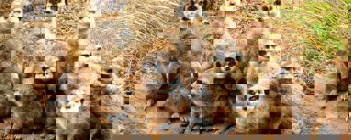 Edinburgh Zoo Edinburgh Zoo